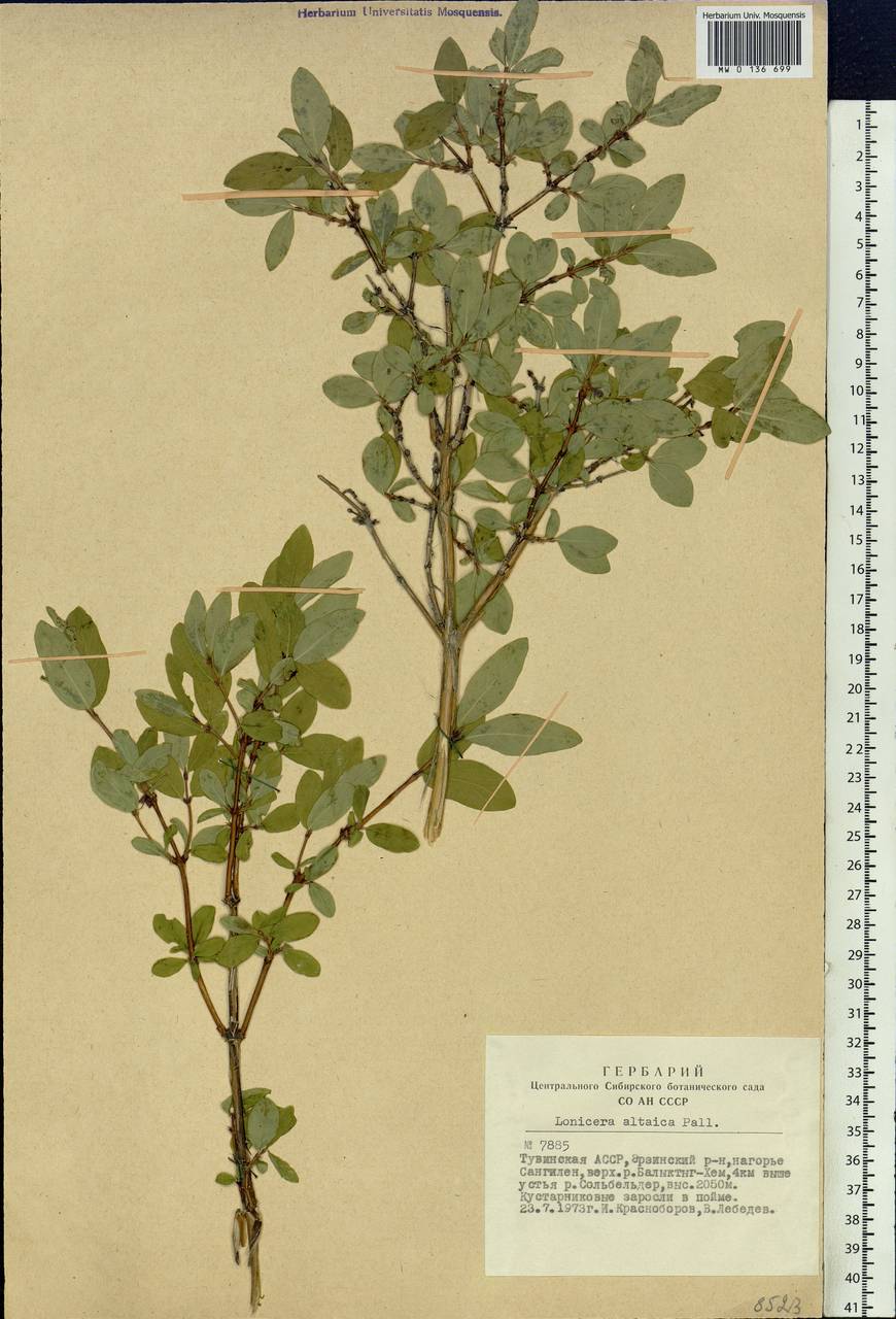 Lonicera caerulea subsp. altaica (Pall.) Gladkova, Siberia, Altai & Sayany Mountains (S2) (Russia)