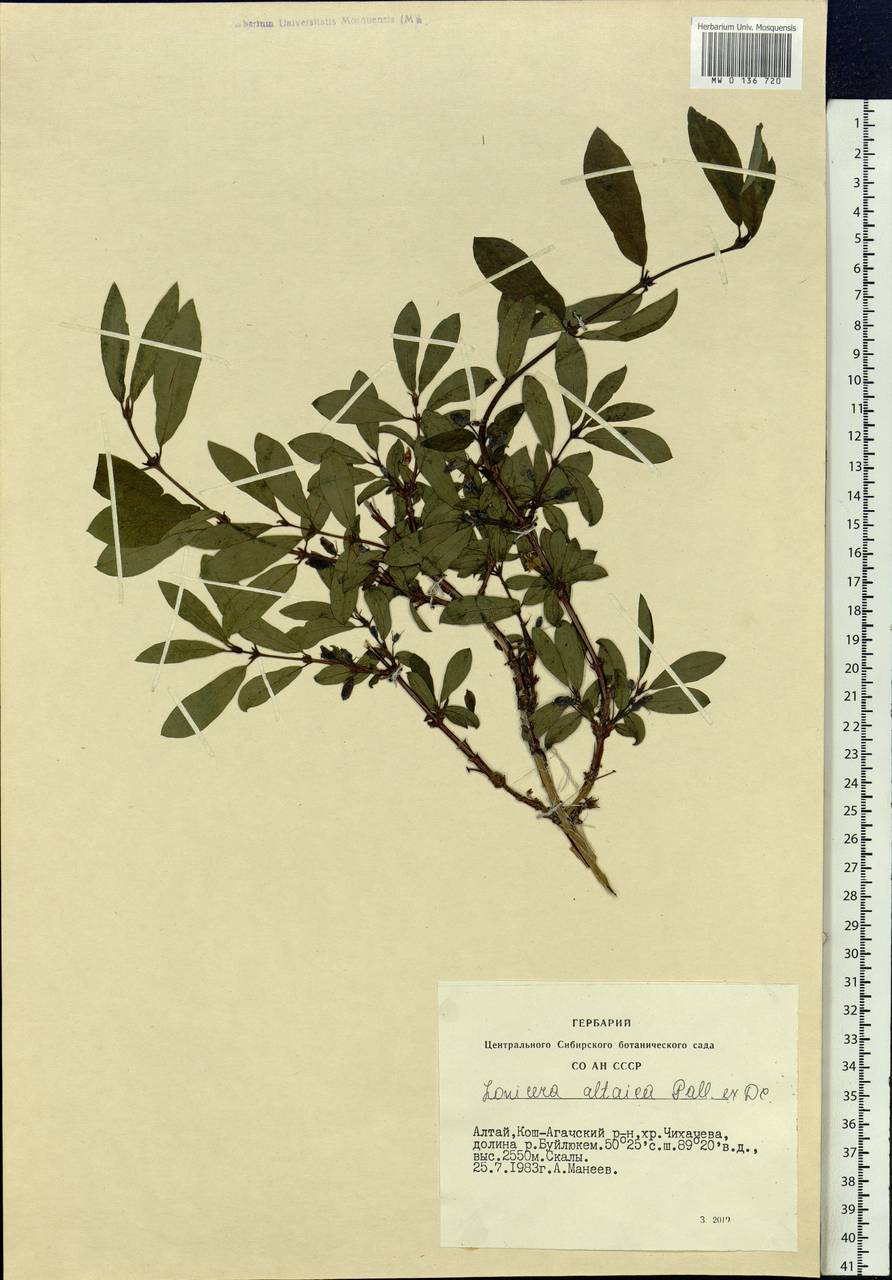 Lonicera caerulea subsp. altaica (Pall.) Gladkova, Siberia, Altai & Sayany Mountains (S2) (Russia)