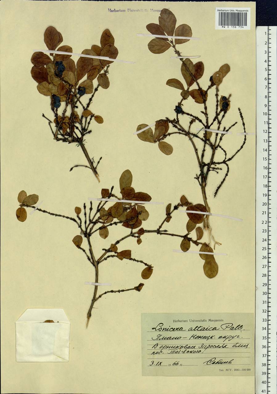 Lonicera caerulea subsp. altaica (Pall.) Gladkova, Siberia, Western Siberia (S1) (Russia)