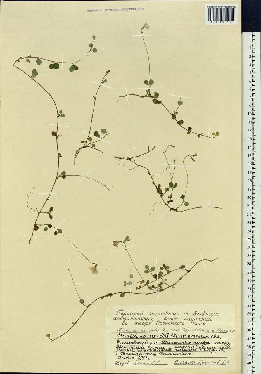 Linnaea borealis L., Siberia, Chukotka & Kamchatka (S7) (Russia)