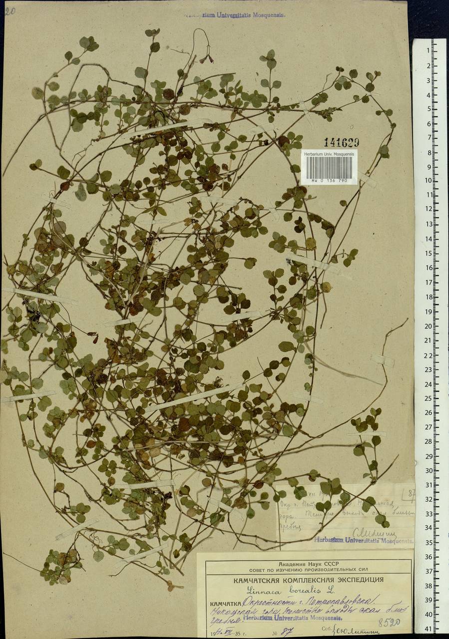 Linnaea borealis L., Siberia, Chukotka & Kamchatka (S7) (Russia)