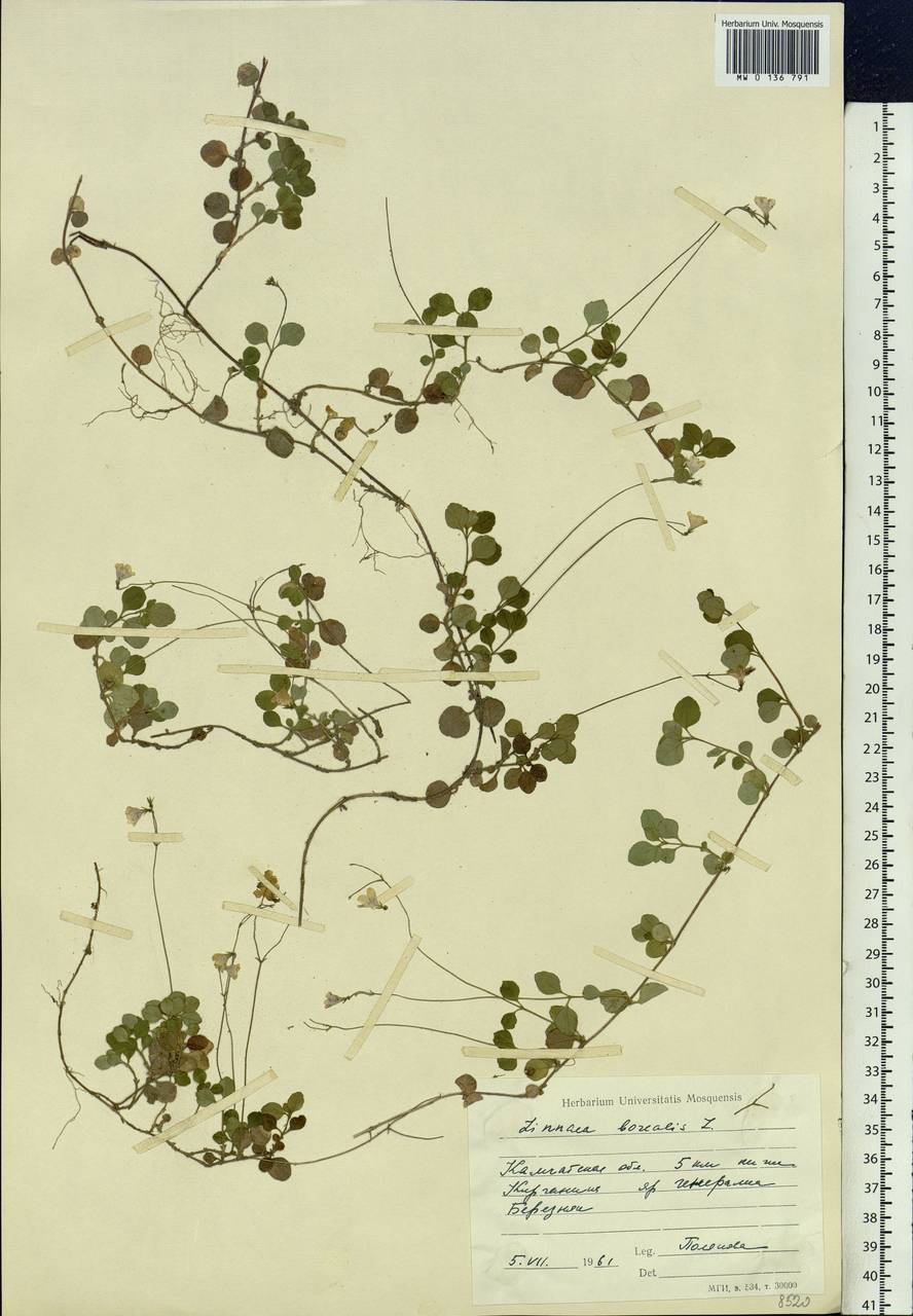 Linnaea borealis L., Siberia, Chukotka & Kamchatka (S7) (Russia)