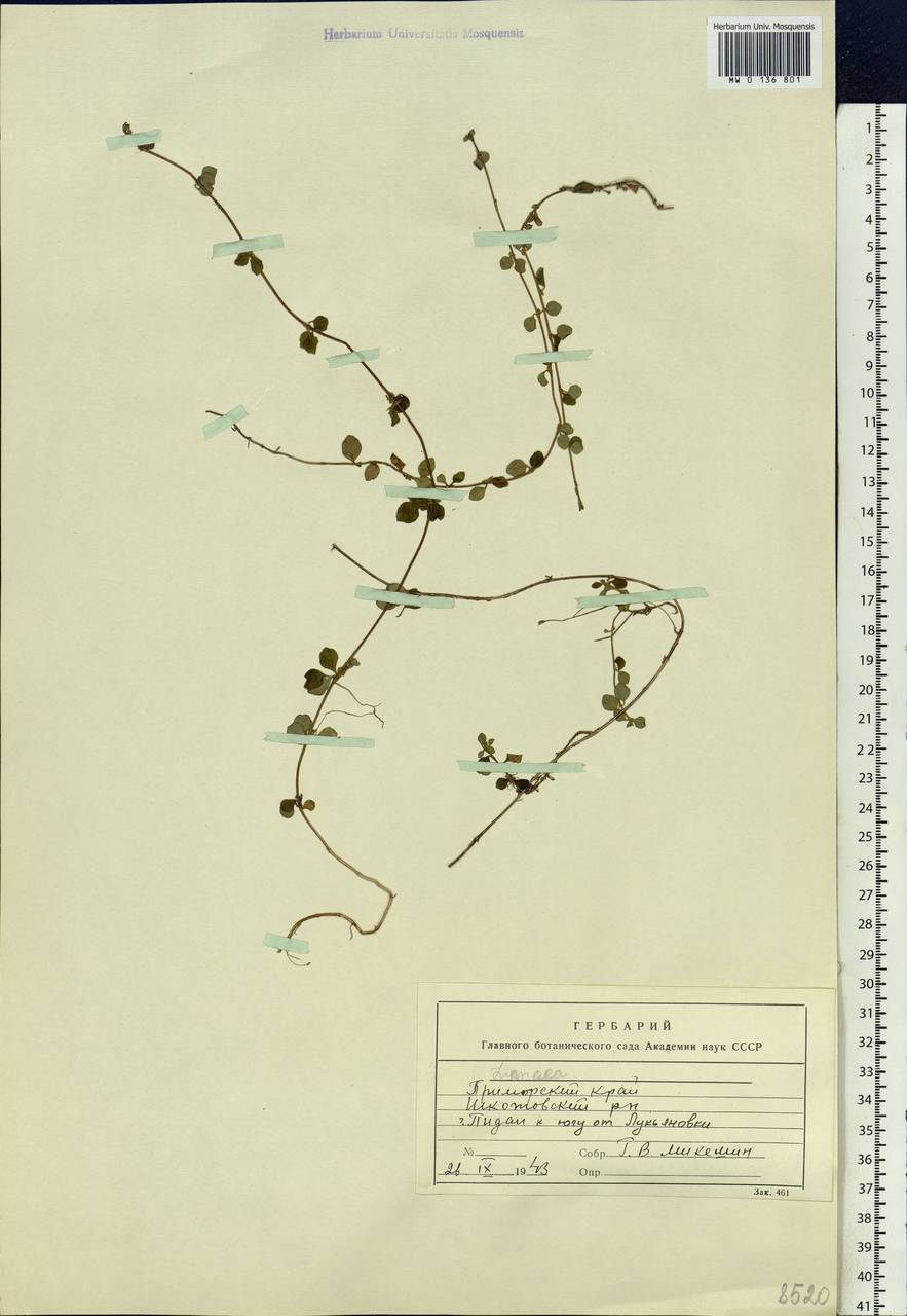Linnaea borealis L., Siberia, Russian Far East (S6) (Russia)