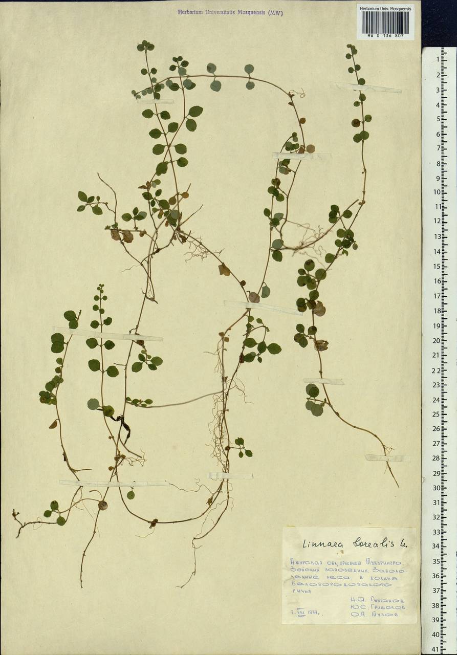 Linnaea borealis L., Siberia, Russian Far East (S6) (Russia)