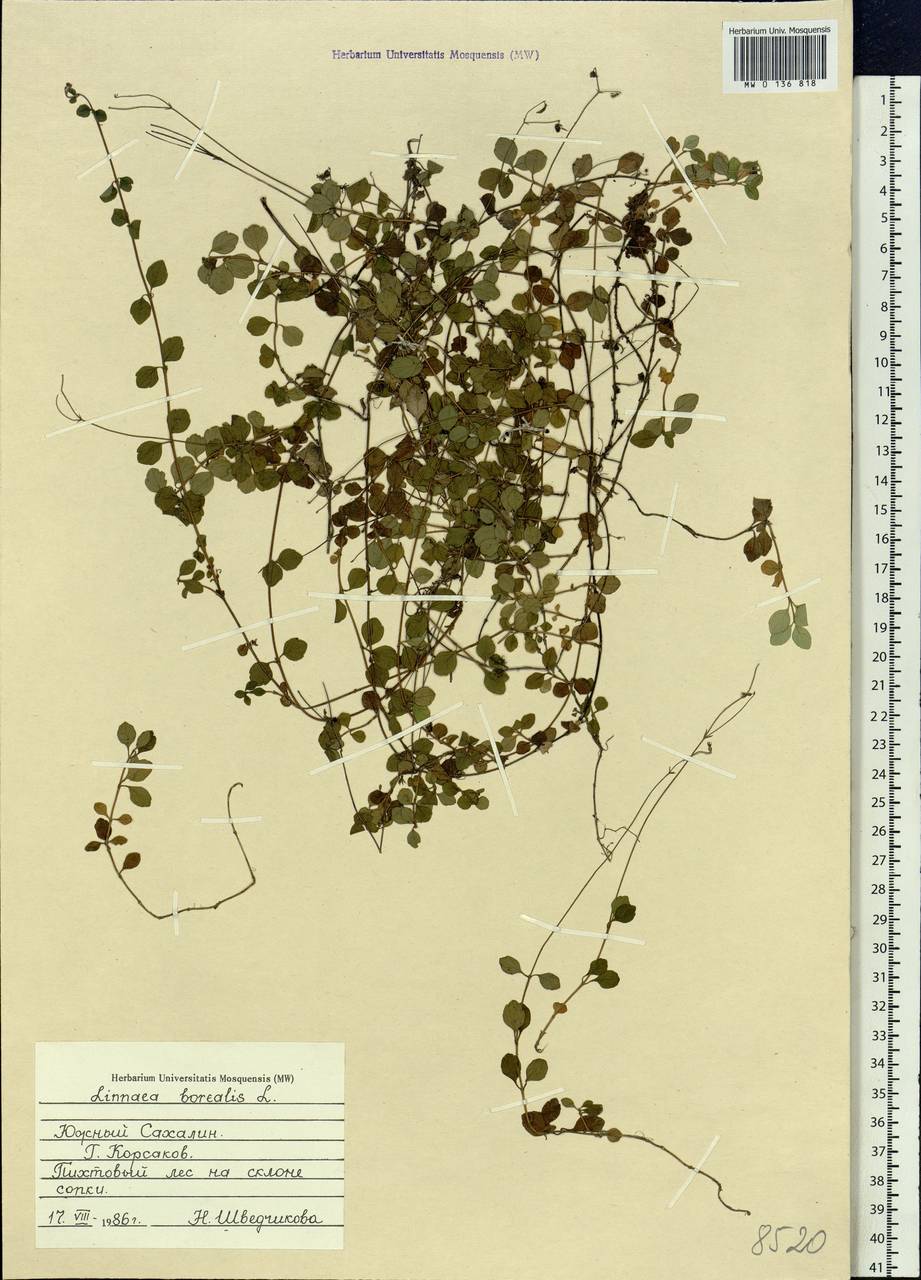 Linnaea borealis L., Siberia, Russian Far East (S6) (Russia)