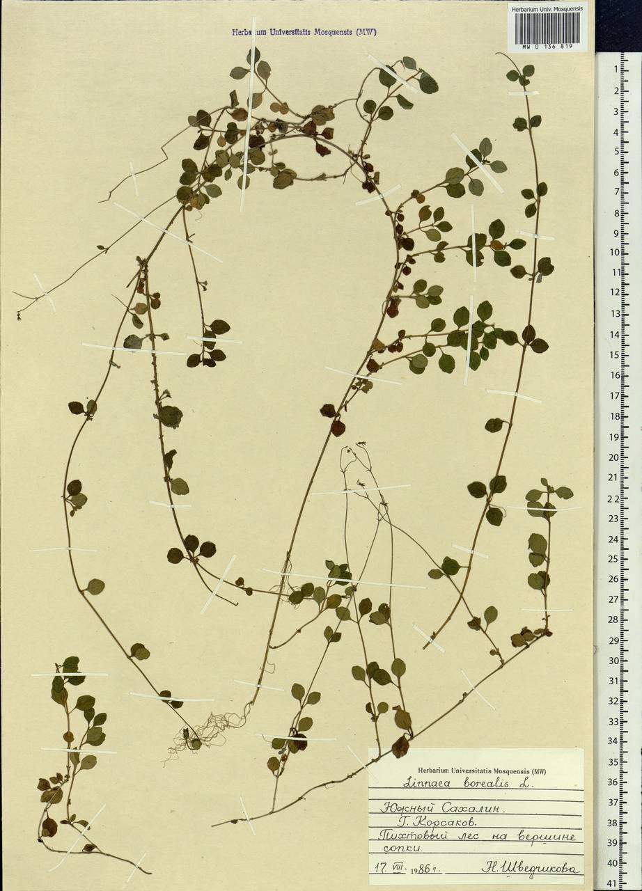 Linnaea borealis L., Siberia, Russian Far East (S6) (Russia)