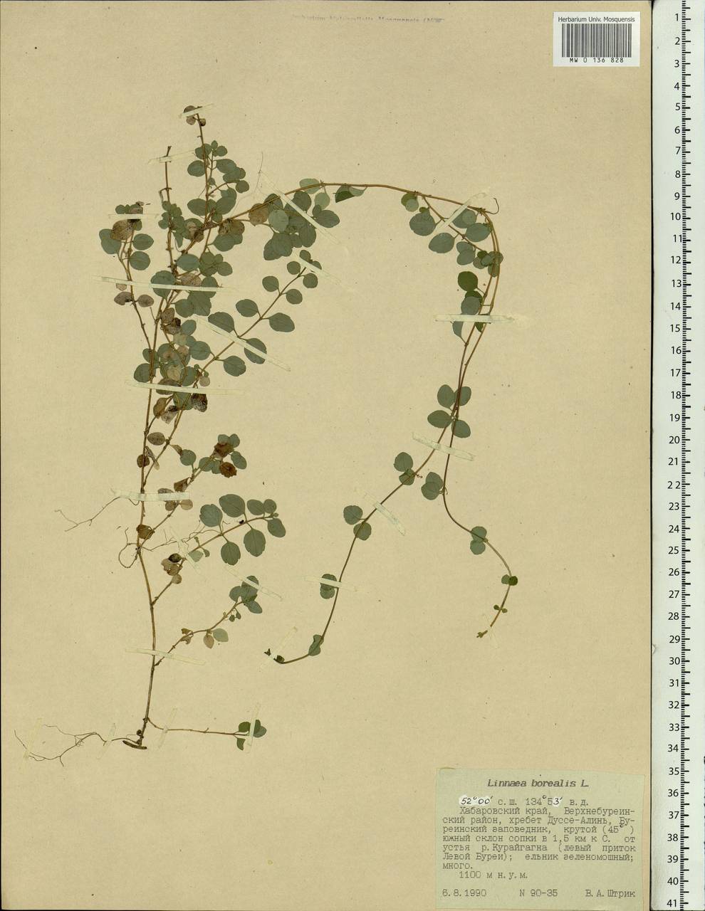 Linnaea borealis L., Siberia, Russian Far East (S6) (Russia)