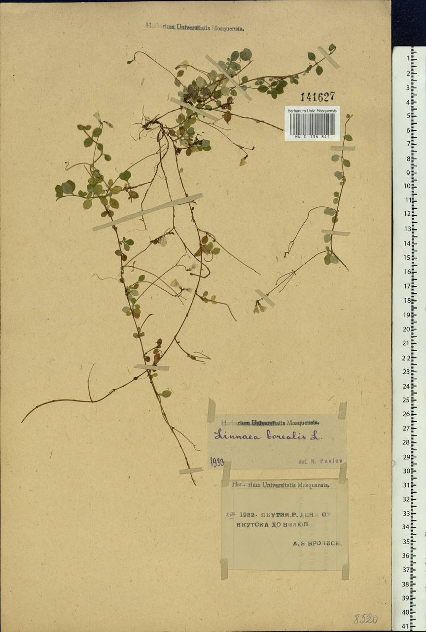 Linnaea borealis L., Siberia, Yakutia (S5) (Russia)