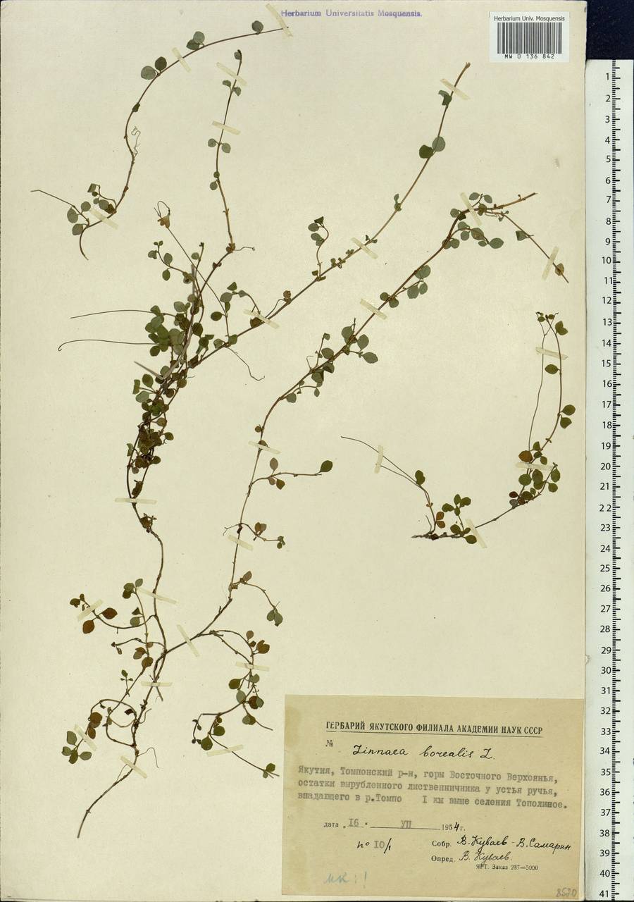 Linnaea borealis L., Siberia, Yakutia (S5) (Russia)