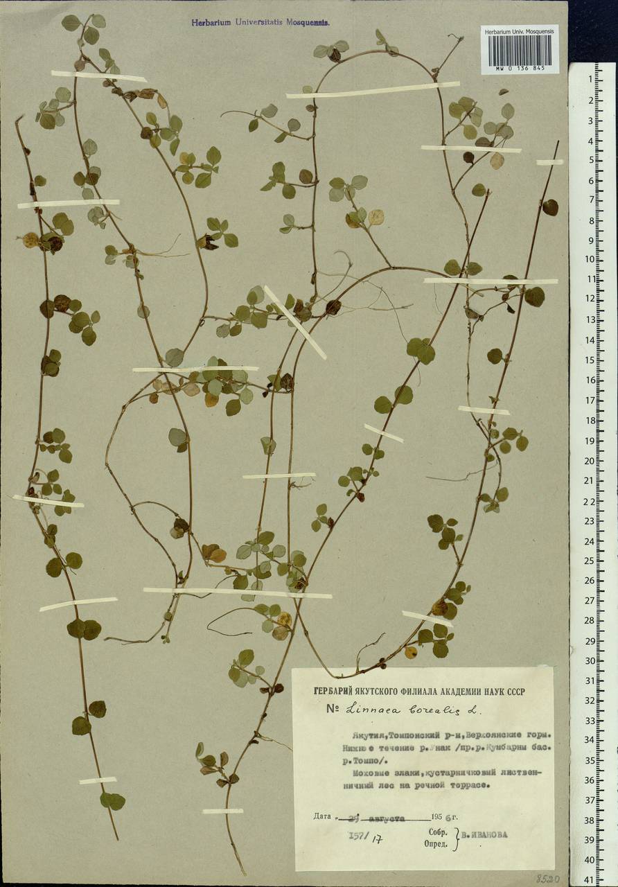 Linnaea borealis L., Siberia, Yakutia (S5) (Russia)