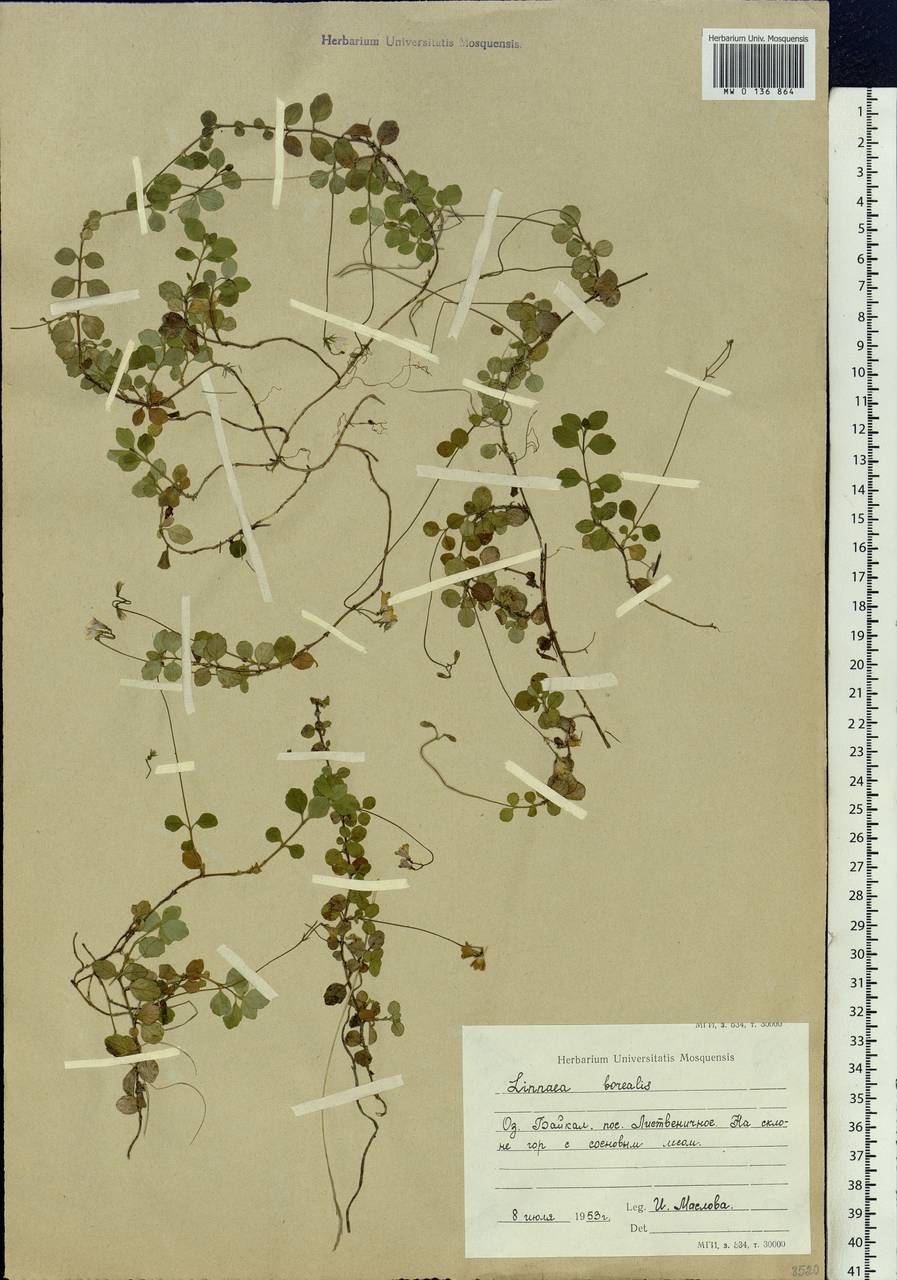 Linnaea borealis L., Siberia, Baikal & Transbaikal region (S4) (Russia)