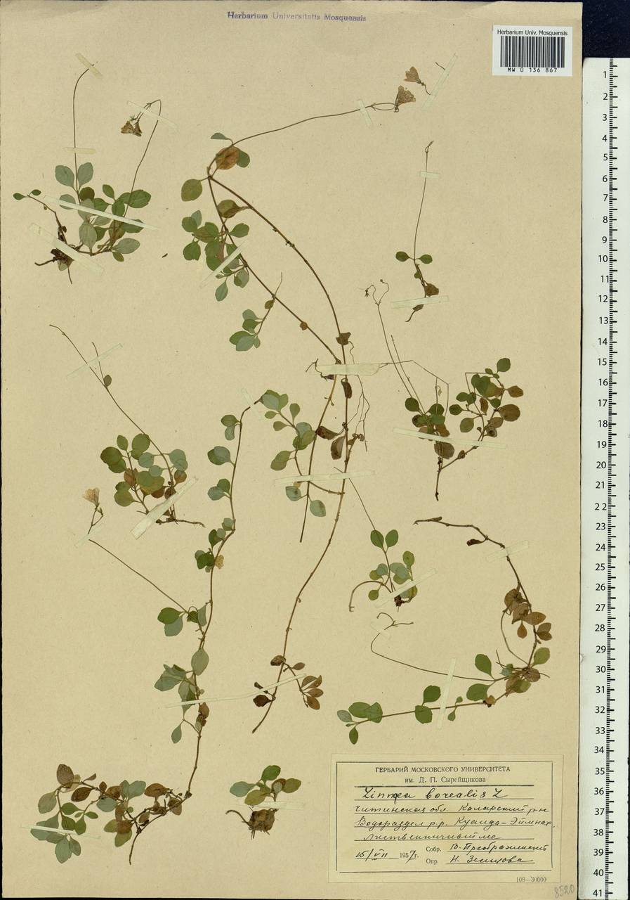 Linnaea borealis L., Siberia, Baikal & Transbaikal region (S4) (Russia)