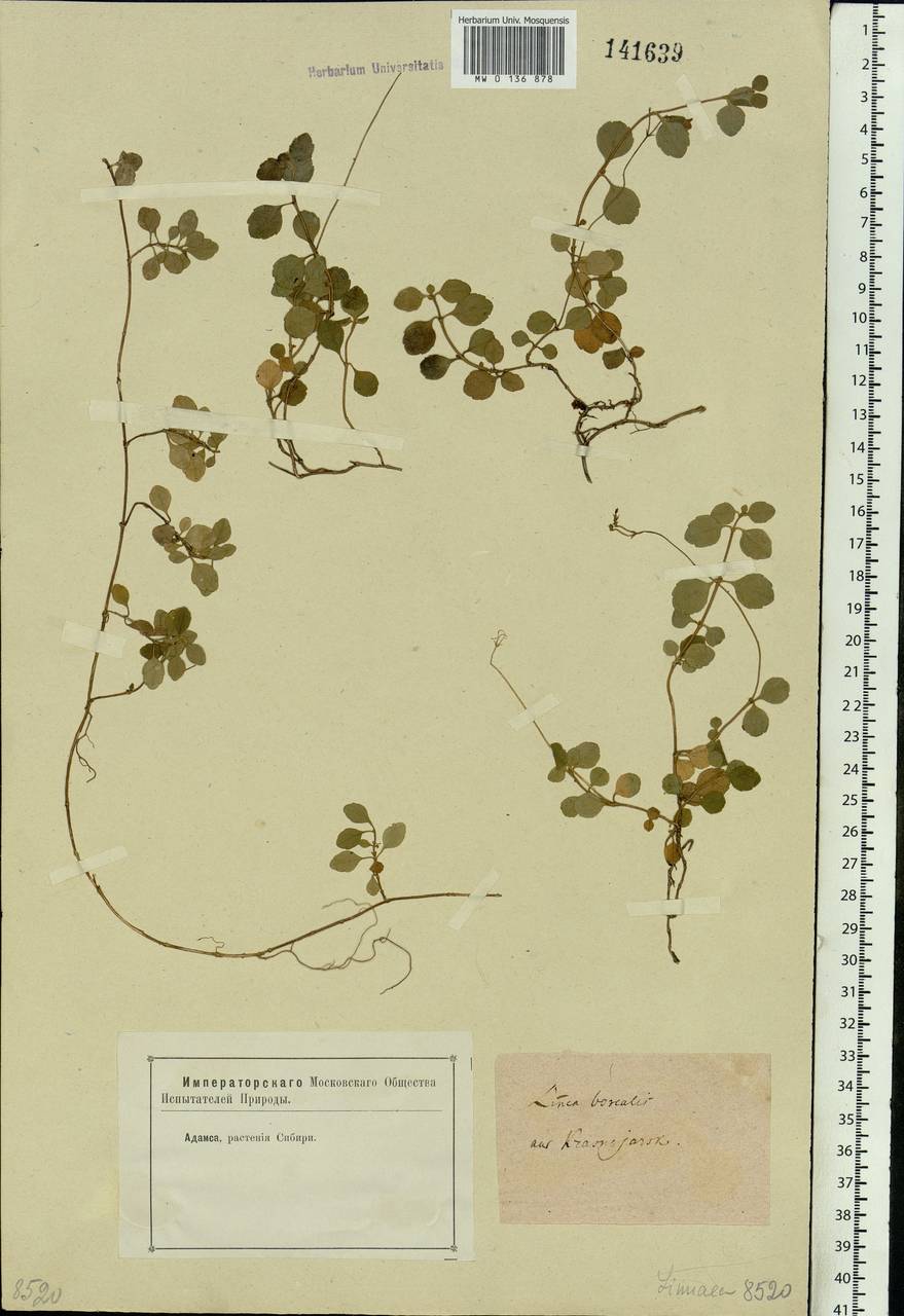 Linnaea borealis L., Siberia, Central Siberia (S3) (Russia)