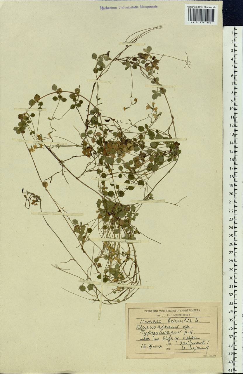 Linnaea borealis L., Siberia, Central Siberia (S3) (Russia)