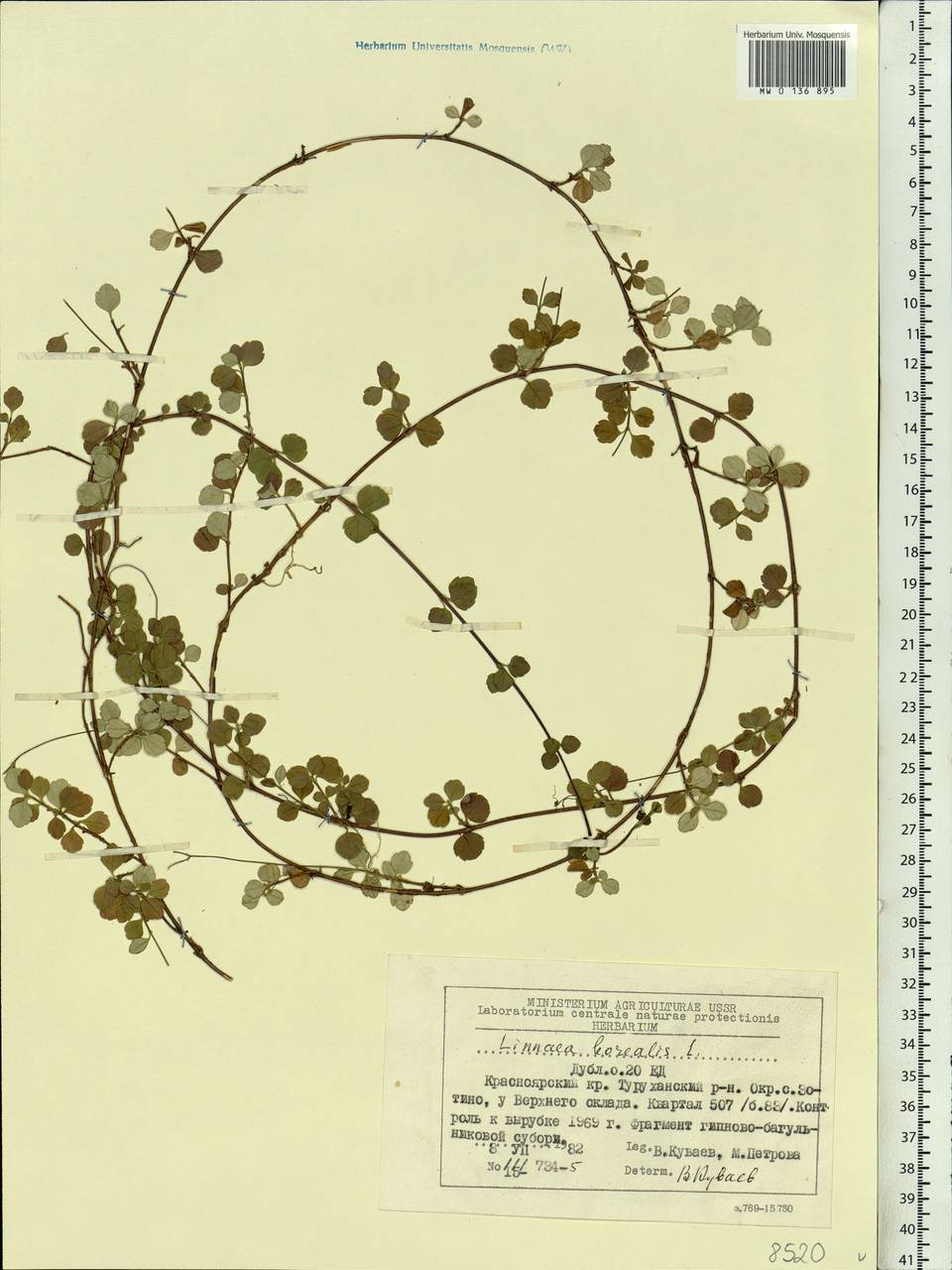 Linnaea borealis L., Siberia, Central Siberia (S3) (Russia)