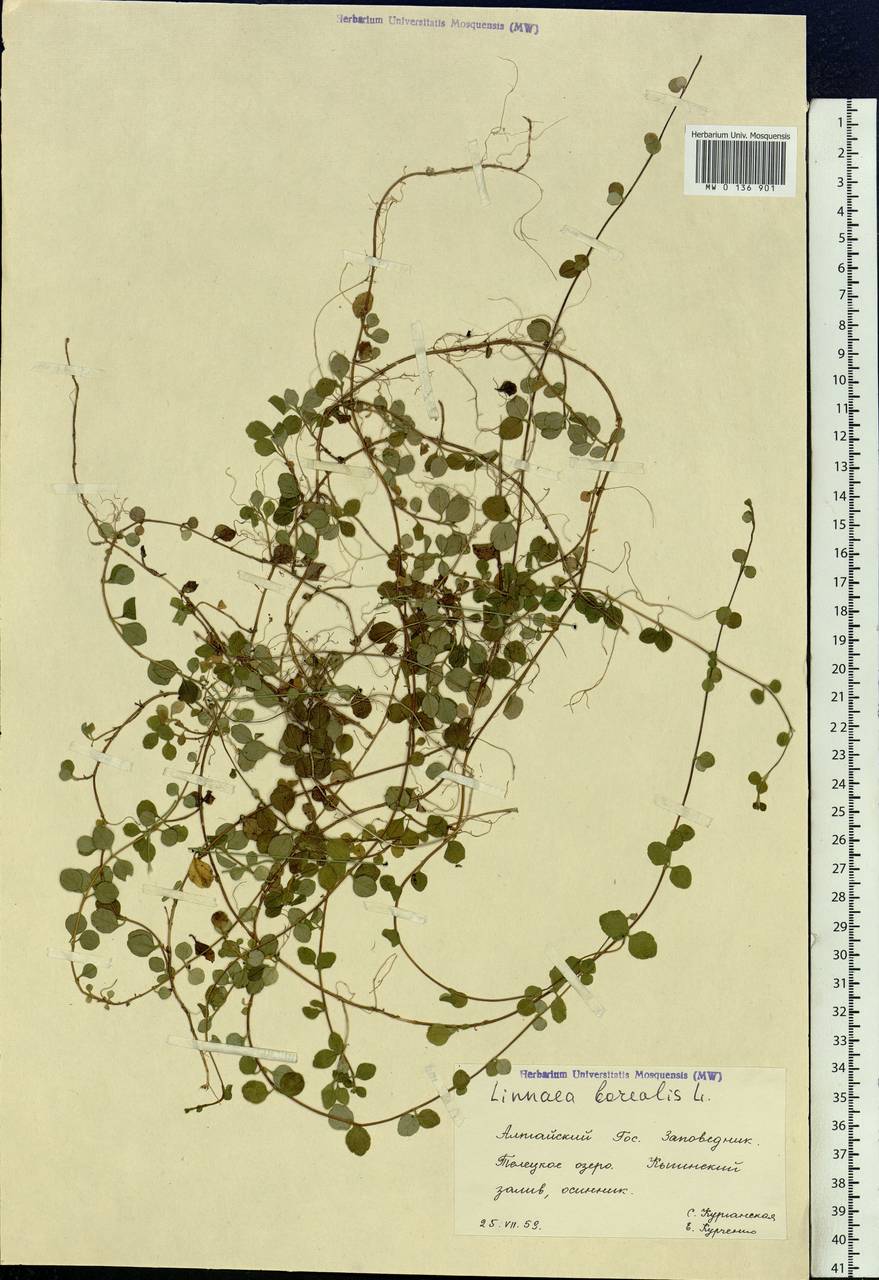 Linnaea borealis L., Siberia, Altai & Sayany Mountains (S2) (Russia)
