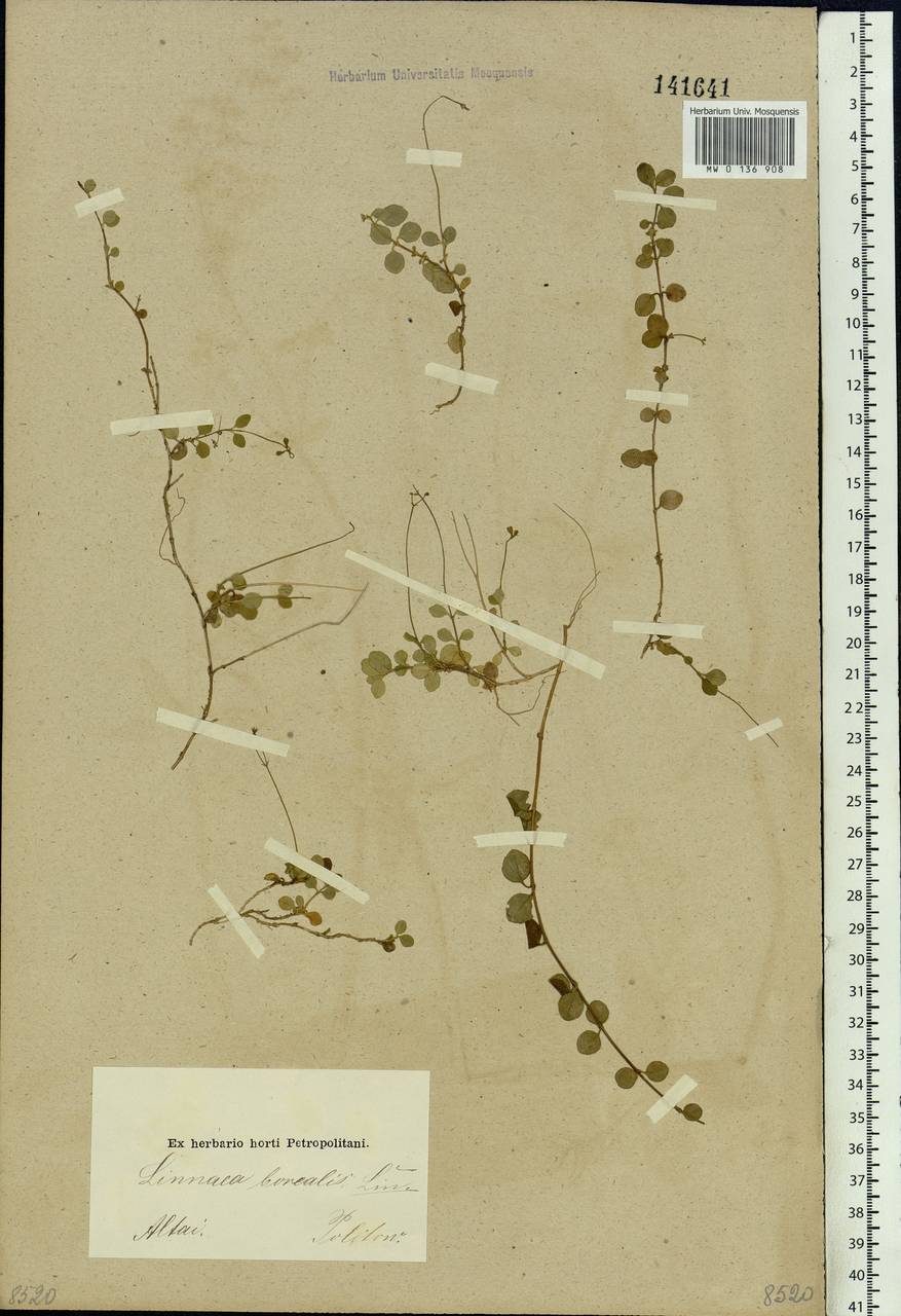 Linnaea borealis L., Siberia, Altai & Sayany Mountains (S2) (Russia)