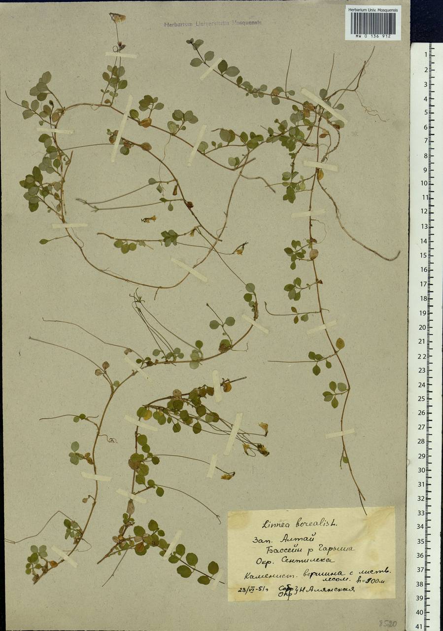 Linnaea borealis L., Siberia, Altai & Sayany Mountains (S2) (Russia)