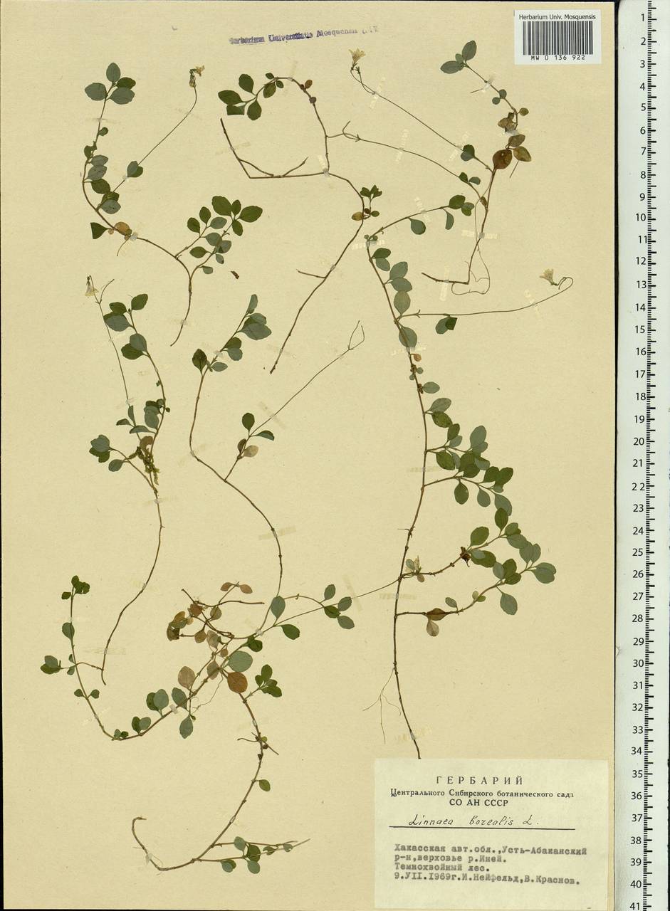 Linnaea borealis L., Siberia, Altai & Sayany Mountains (S2) (Russia)