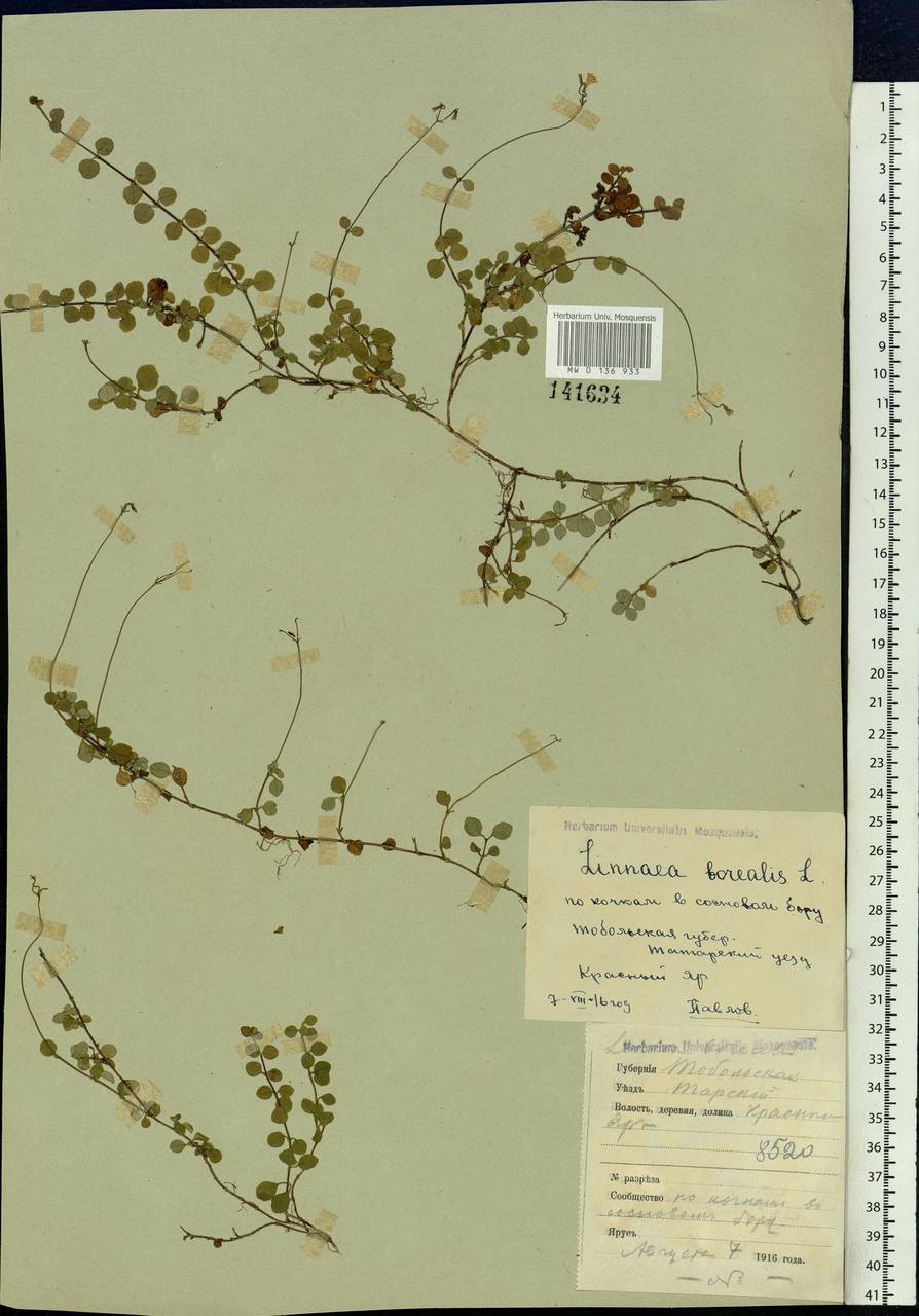 Linnaea borealis L., Siberia, Western Siberia (S1) (Russia)