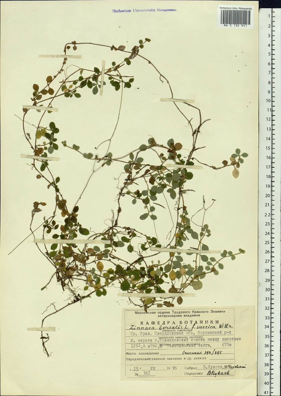 Linnaea borealis L., Eastern Europe, Eastern region (E10) (Russia)