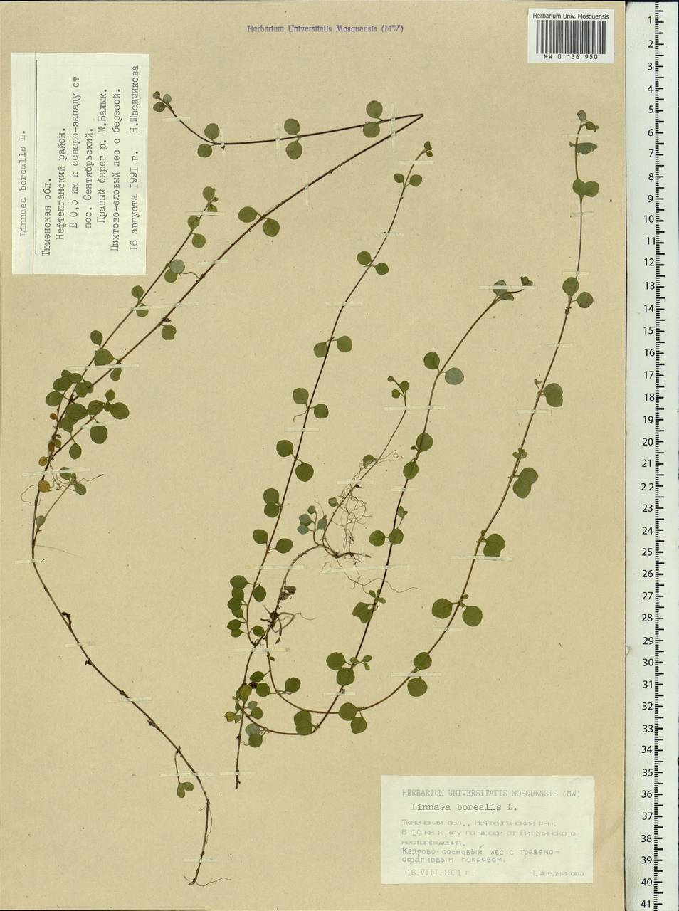 Linnaea borealis L., Siberia, Western Siberia (S1) (Russia)