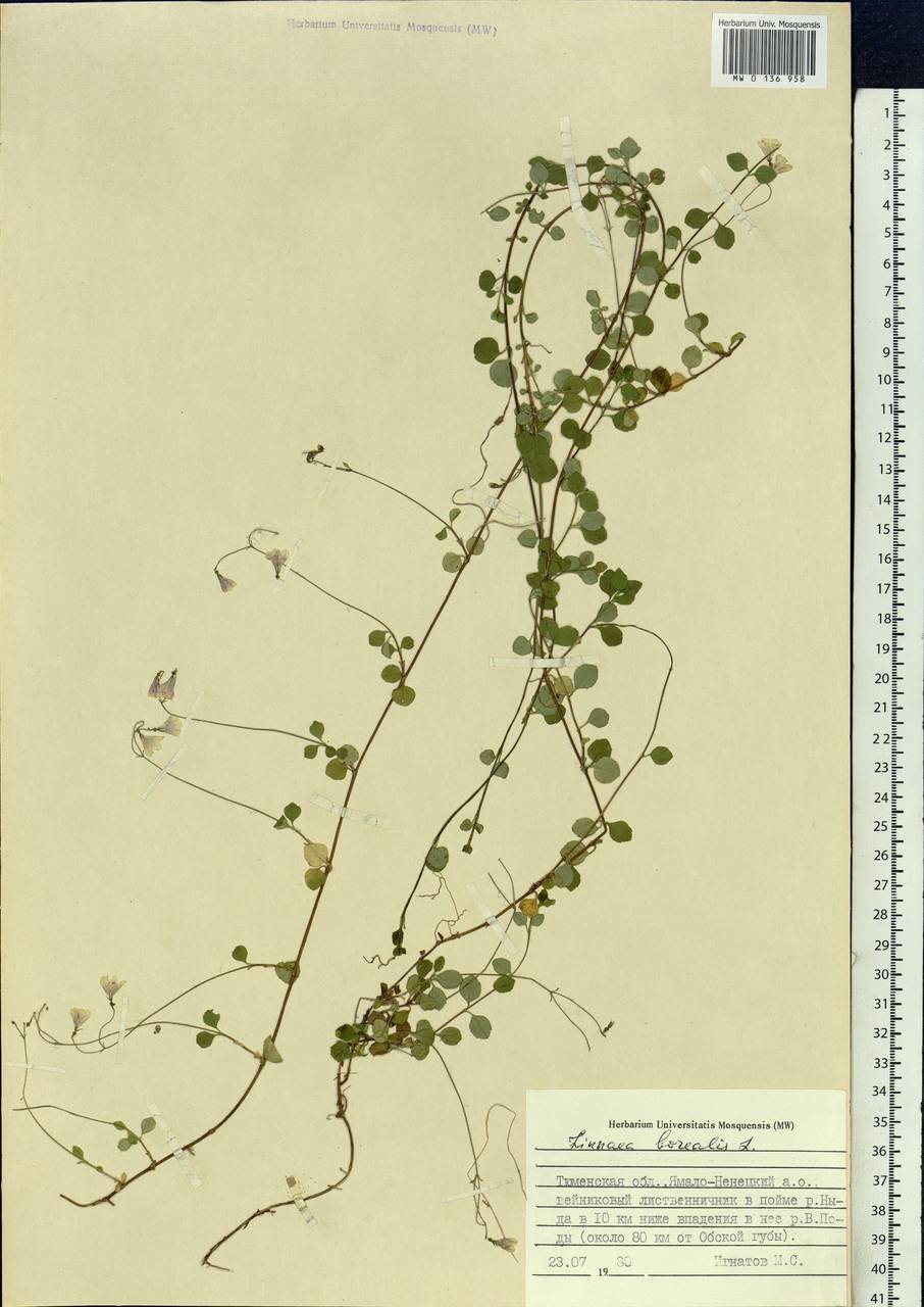 Linnaea borealis L., Siberia, Western Siberia (S1) (Russia)