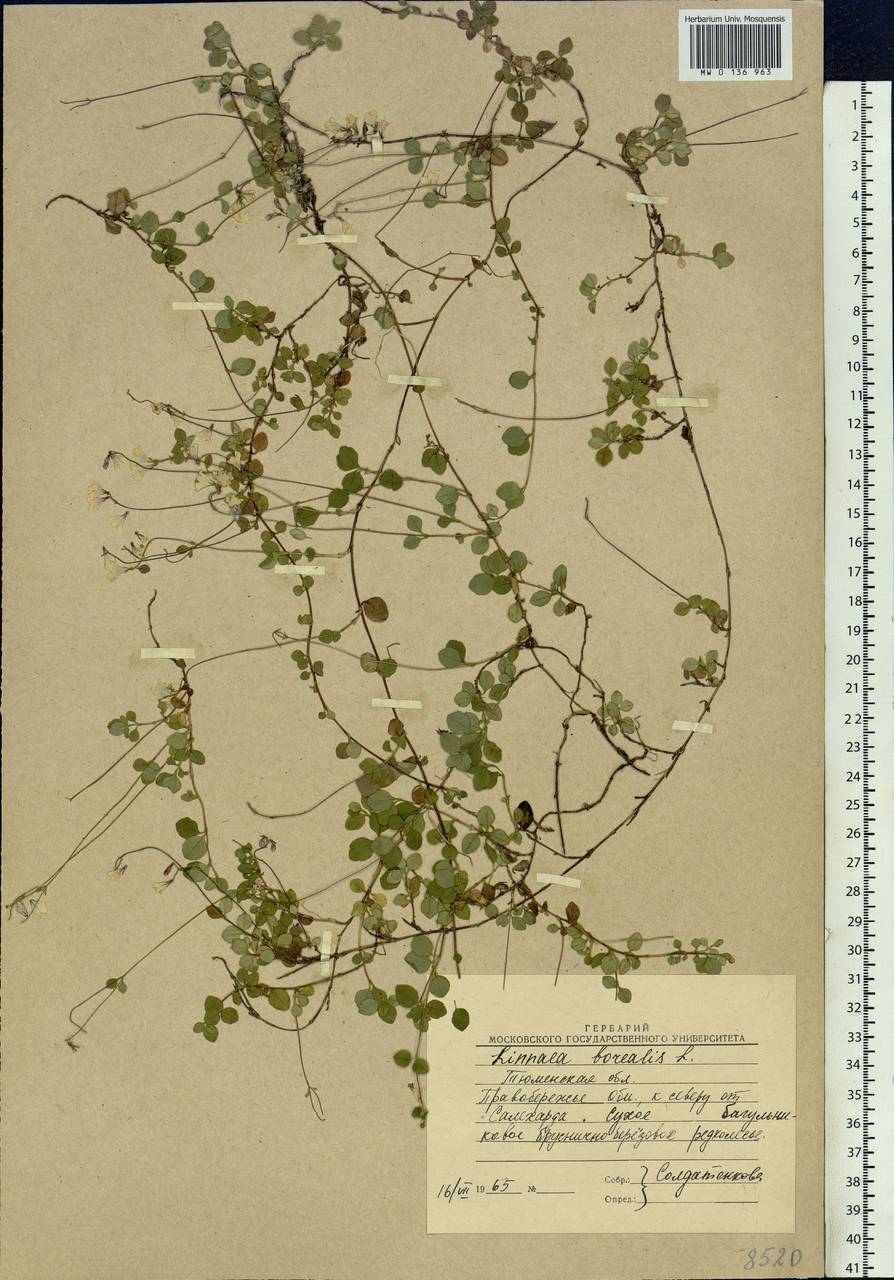 Linnaea borealis L., Siberia, Western Siberia (S1) (Russia)