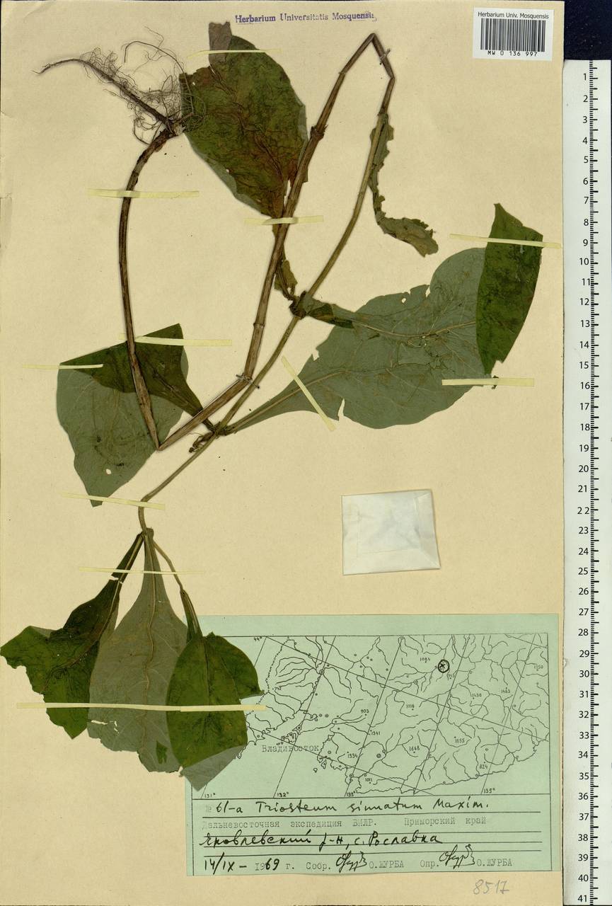 Triosteum sinuatum Maxim., Siberia, Russian Far East (S6) (Russia)