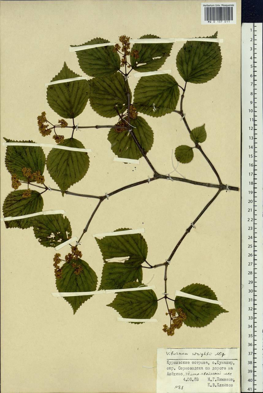 Viburnum wrightii Miq., Siberia, Russian Far East (S6) (Russia)