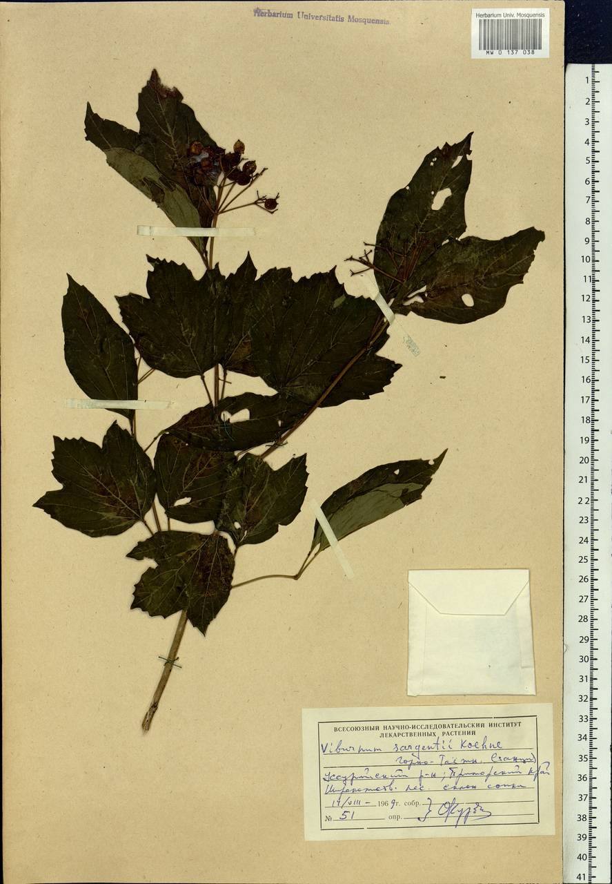 Viburnum sargentii Koehne, Siberia, Russian Far East (S6) (Russia)