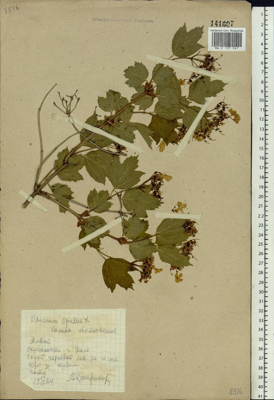 Viburnum opulus L., Siberia, Altai & Sayany Mountains (S2) (Russia)