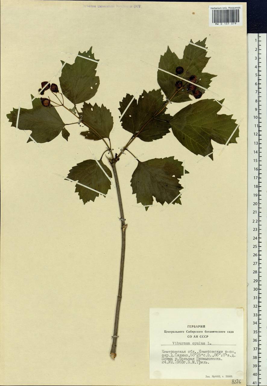 Viburnum opulus L., Siberia, Altai & Sayany Mountains (S2) (Russia)