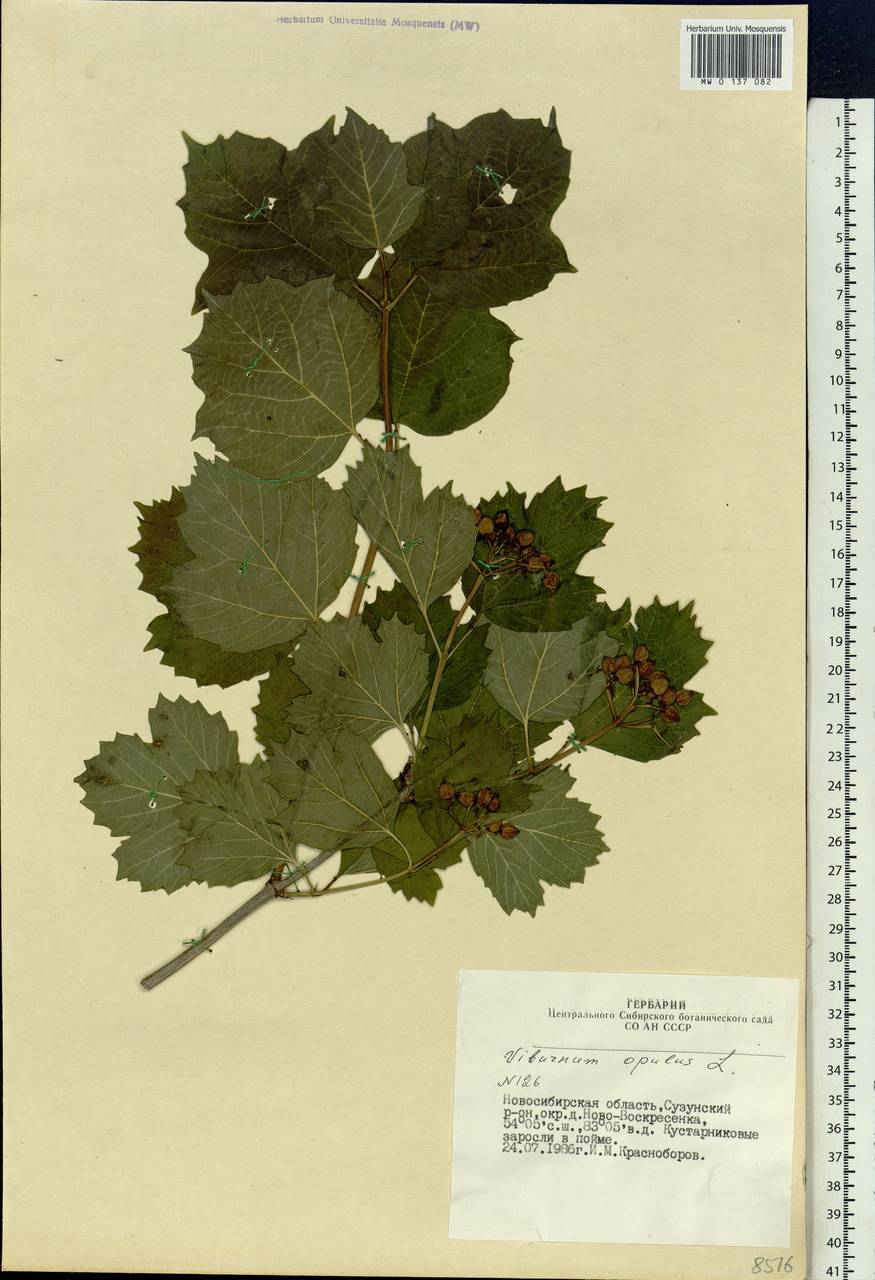 Viburnum opulus L., Siberia, Western Siberia (S1) (Russia)