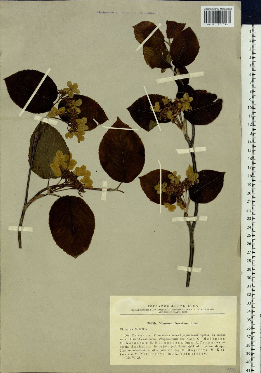 Viburnum furcatum Blume ex Hook. fil. & Thomson, Siberia, Russian Far East (S6) (Russia)