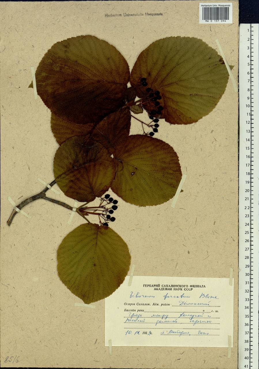 Viburnum furcatum Blume ex Hook. fil. & Thomson, Siberia, Russian Far East (S6) (Russia)