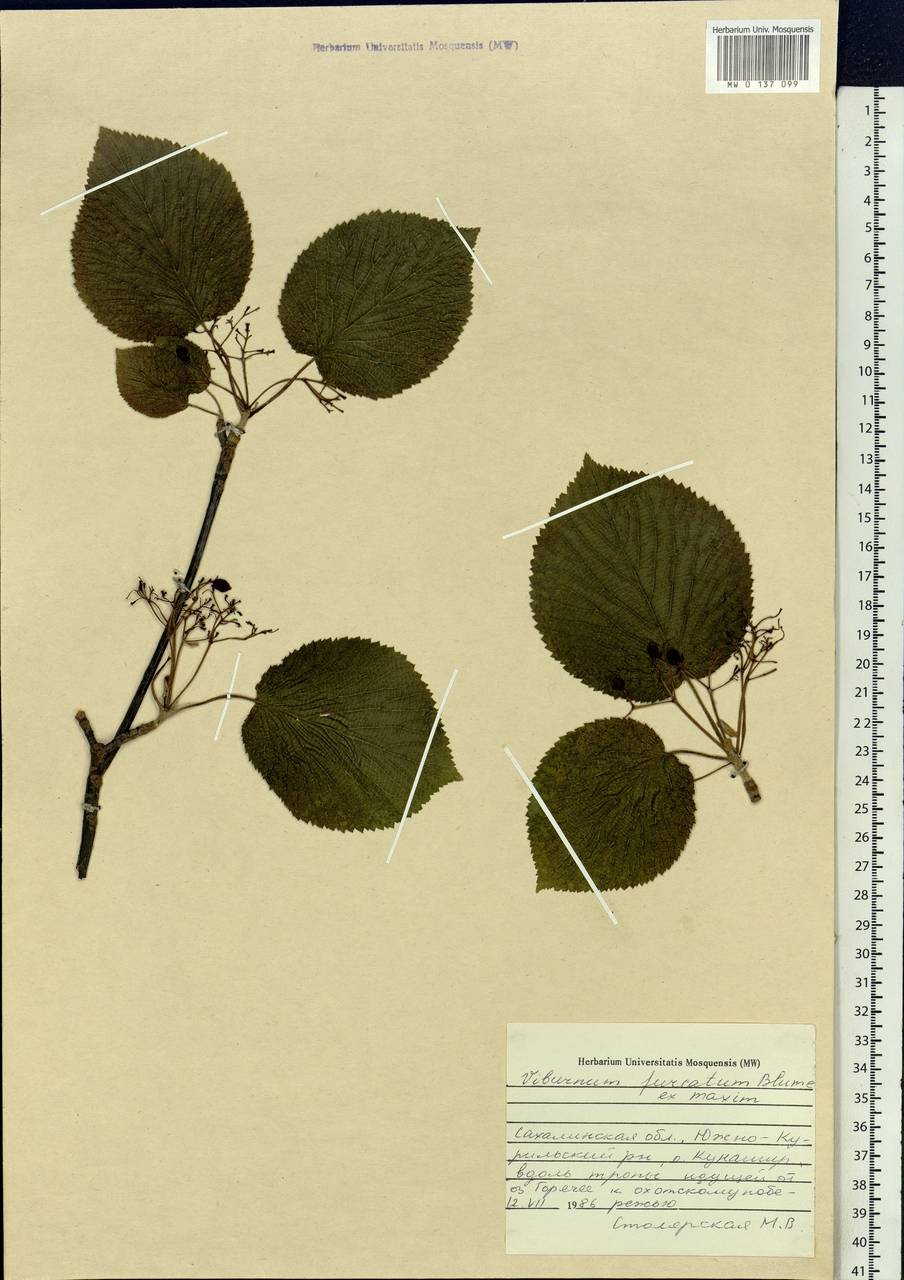 Viburnum furcatum Blume ex Hook. fil. & Thomson, Siberia, Russian Far East (S6) (Russia)