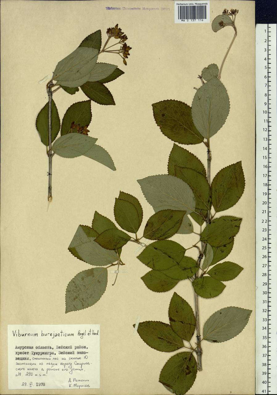 Viburnum burejaeticum Regel & Herder, Siberia, Russian Far East (S6) (Russia)