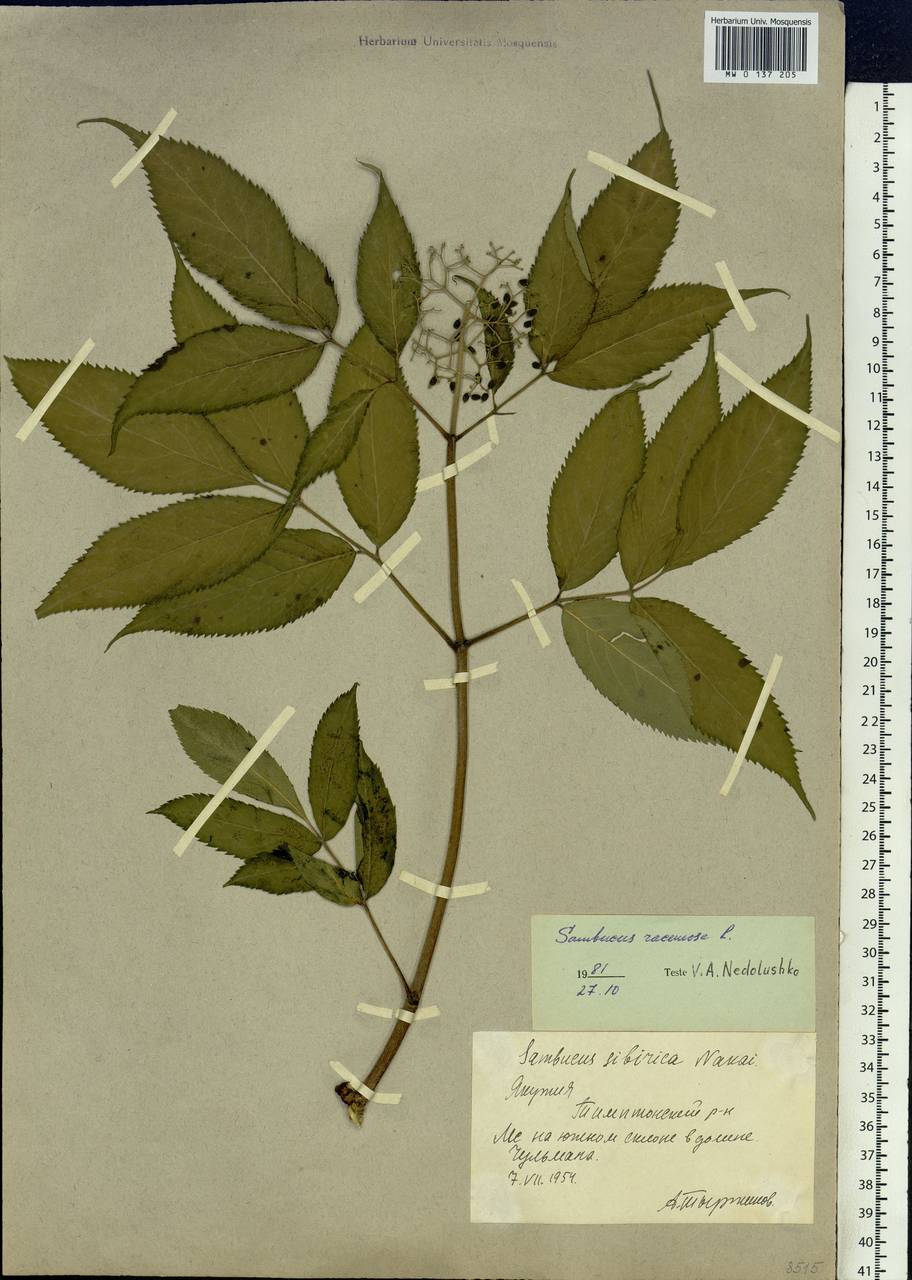 Sambucus racemosa L., Siberia, Yakutia (S5) (Russia)