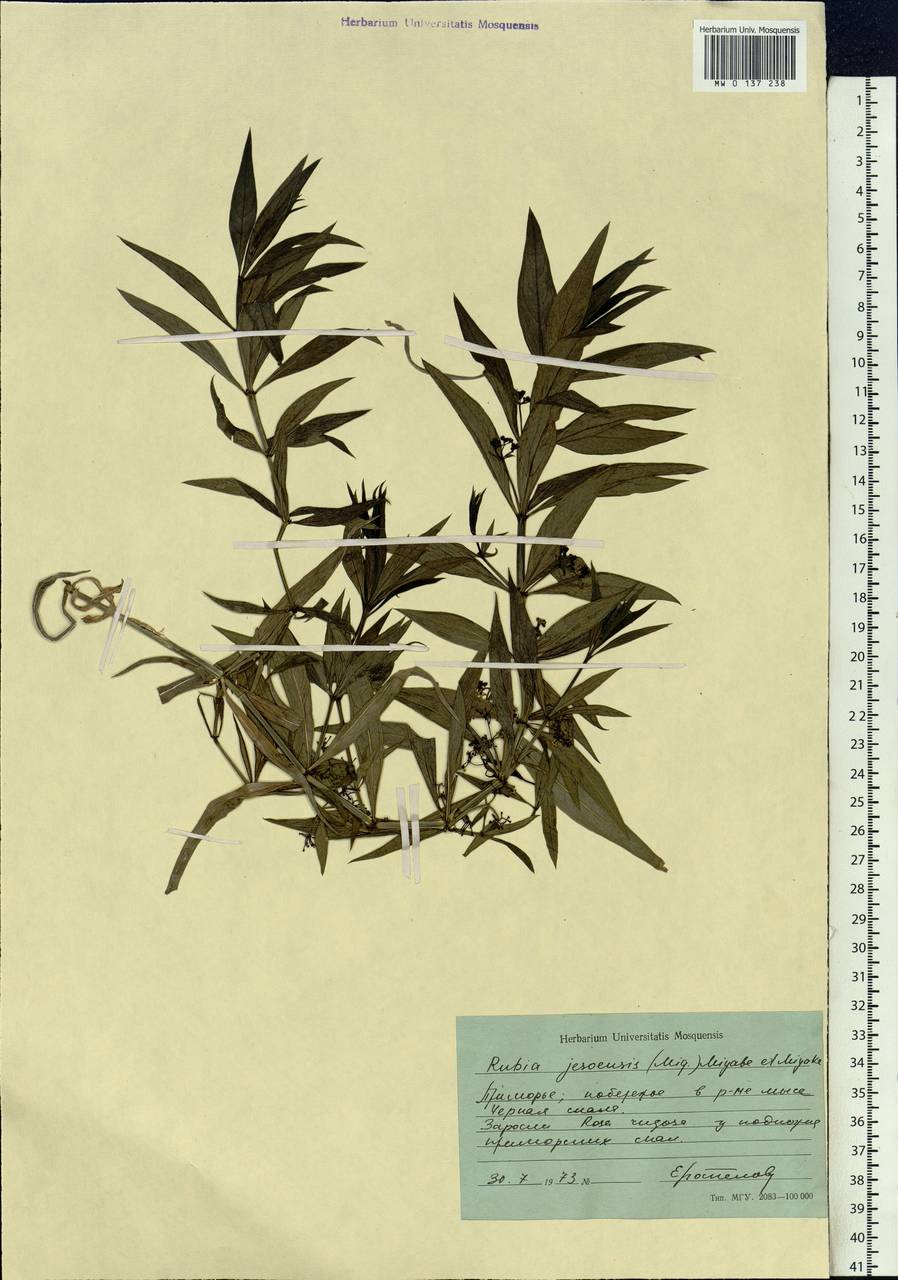 Rubia jesoensis (Miq.) Miyabe & Kudô, Siberia, Russian Far East (S6) (Russia)