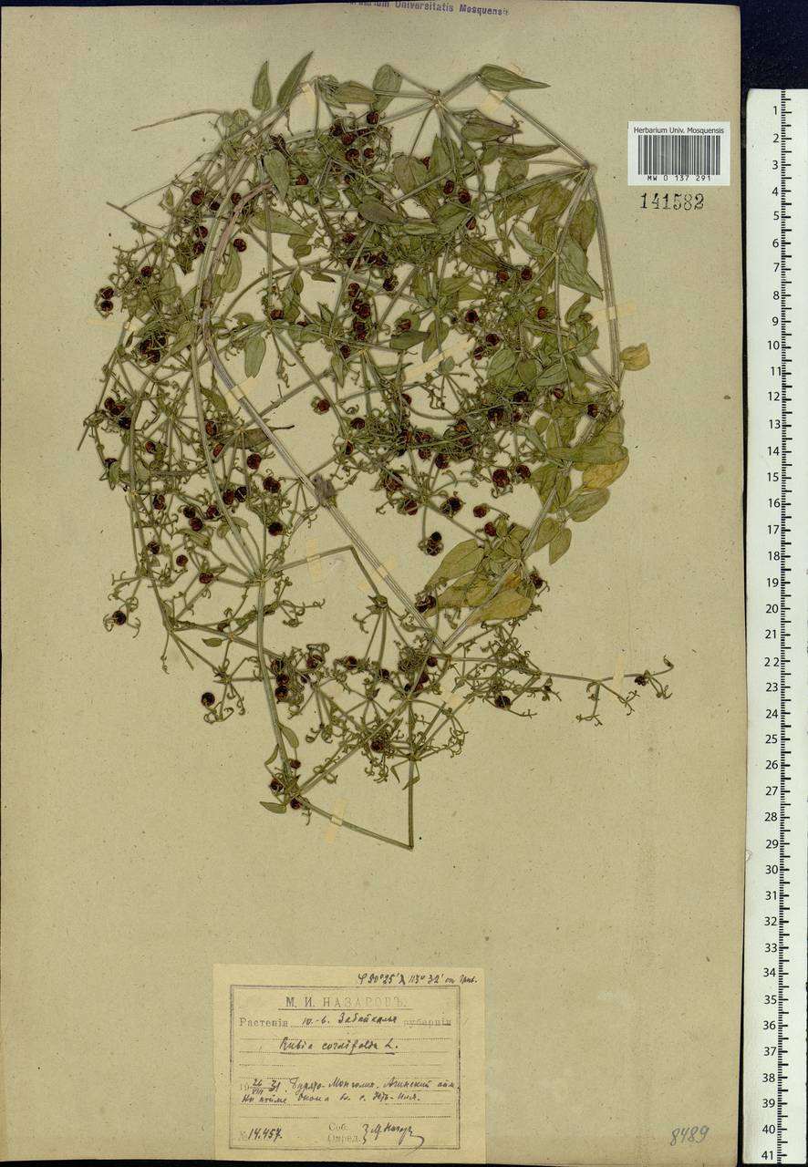 Rubia cordifolia L., Siberia, Baikal & Transbaikal region (S4) (Russia)