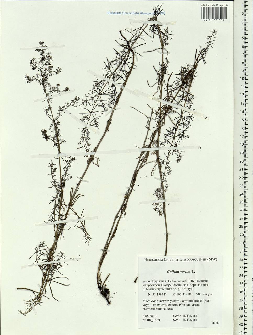 Galium verum L., Siberia, Baikal & Transbaikal region (S4) (Russia)