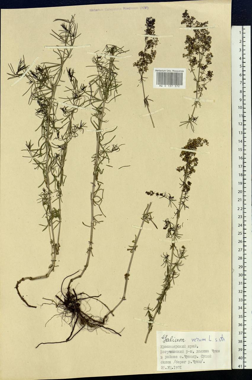 Galium verum L., Siberia, Central Siberia (S3) (Russia)