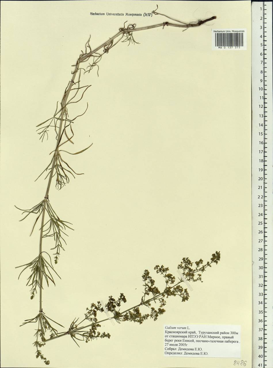 Galium verum L., Siberia, Central Siberia (S3) (Russia)