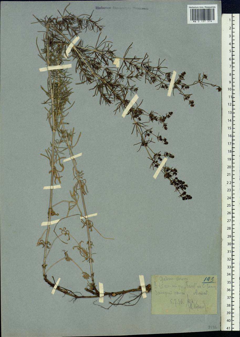 Galium verum L., Siberia, Western (Kazakhstan) Altai Mountains (S2a) (Kazakhstan)