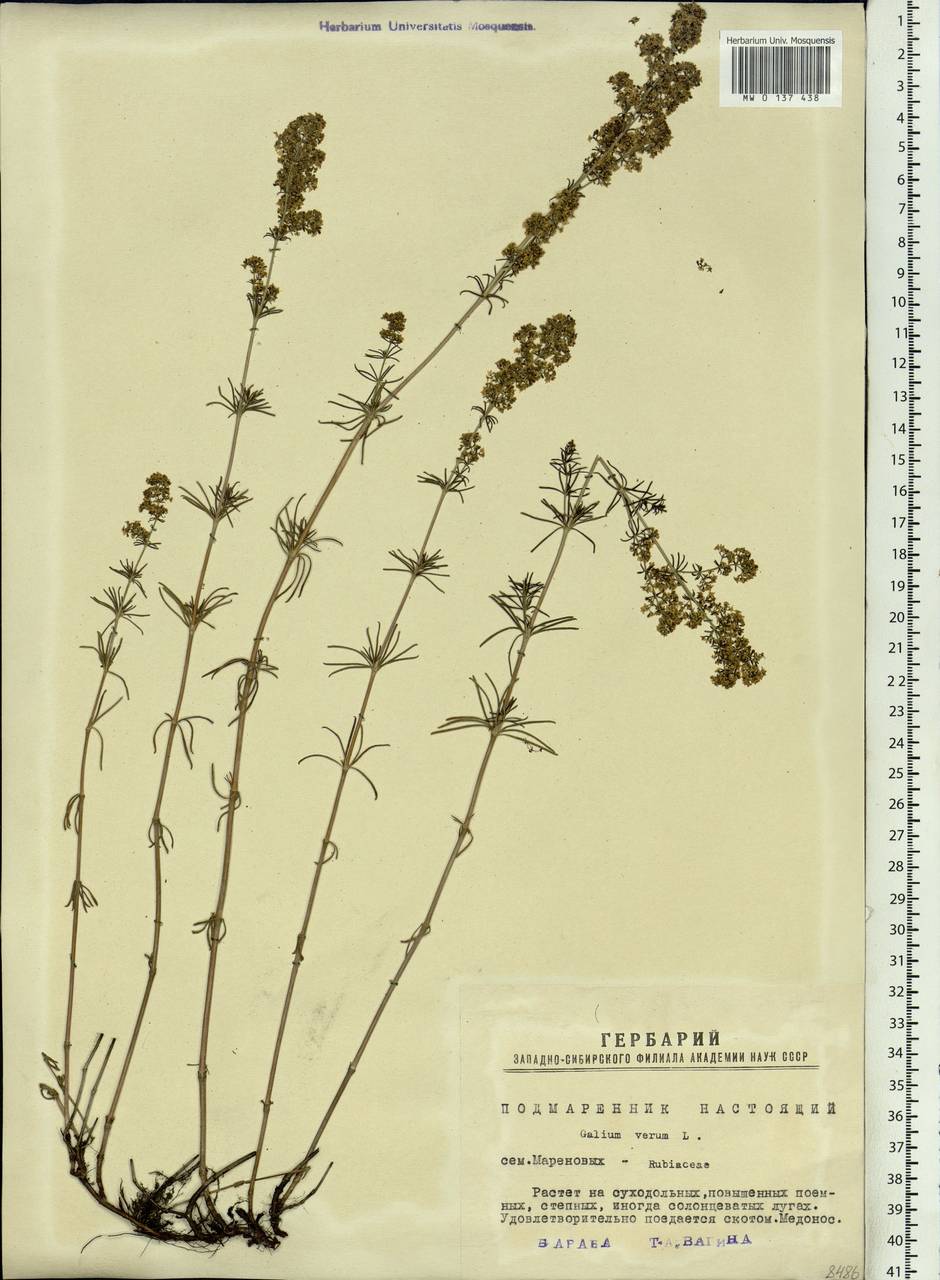 Galium verum L., Siberia, Western Siberia (S1) (Russia)