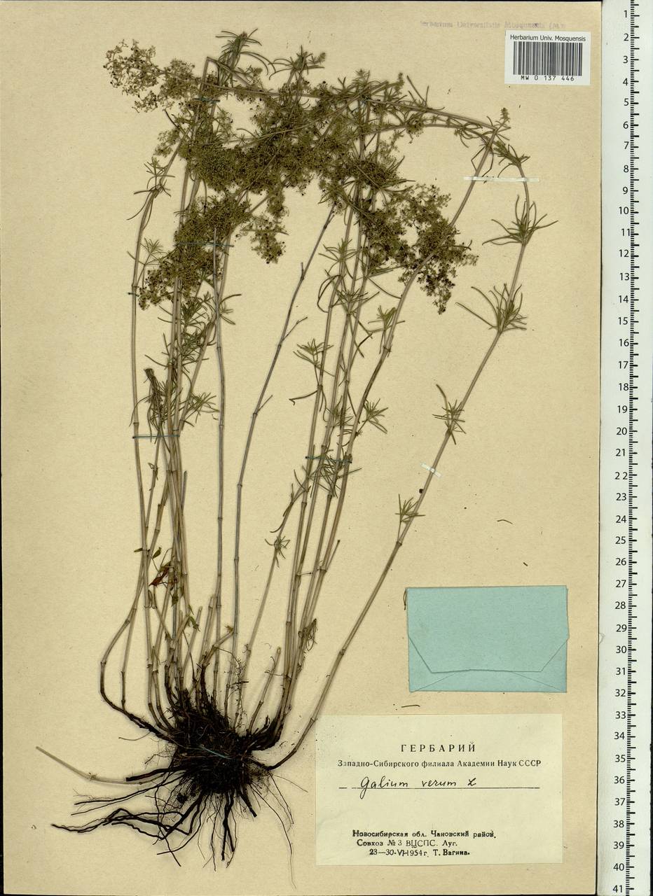 Galium verum L., Siberia, Western Siberia (S1) (Russia)