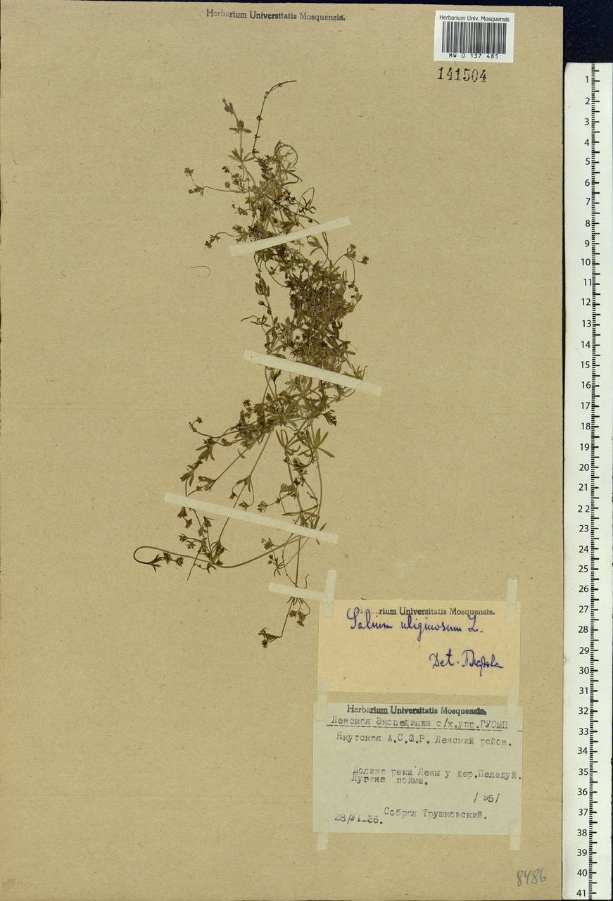 Galium uliginosum L., Siberia, Yakutia (S5) (Russia)
