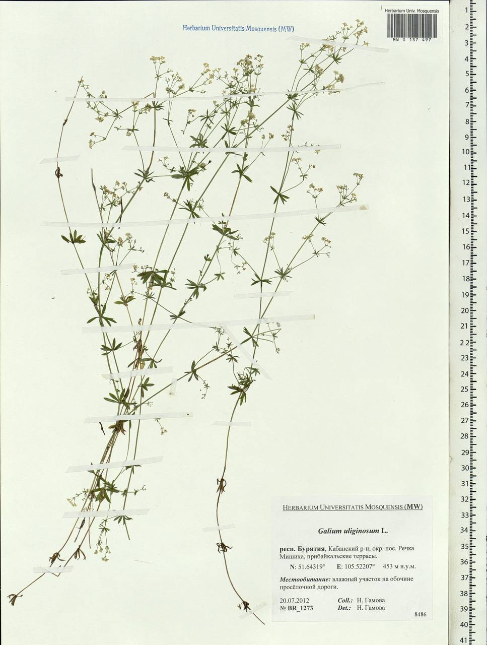 Galium uliginosum L., Siberia, Baikal & Transbaikal region (S4) (Russia)