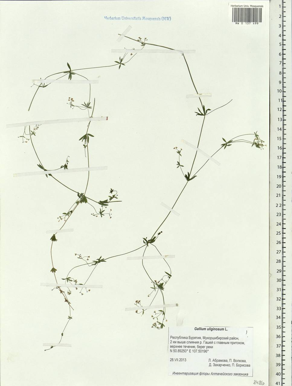 Galium uliginosum L., Siberia, Baikal & Transbaikal region (S4) (Russia)